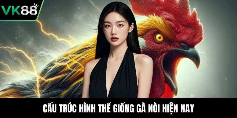 Cấu trúc hình thể giống gà nòi hiện nay