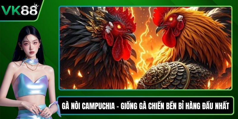 Gà nòi Campuchia
